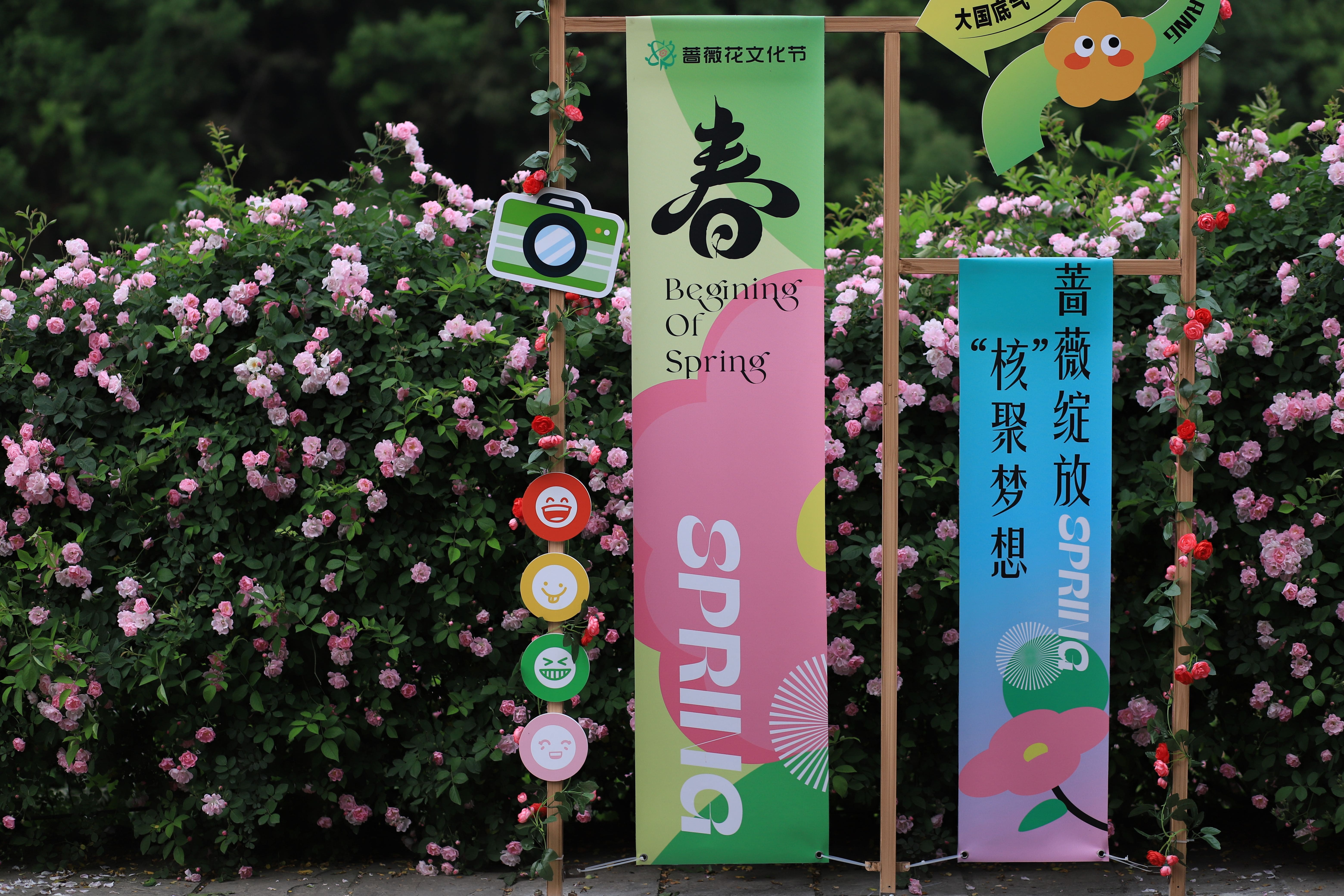 蔷薇节